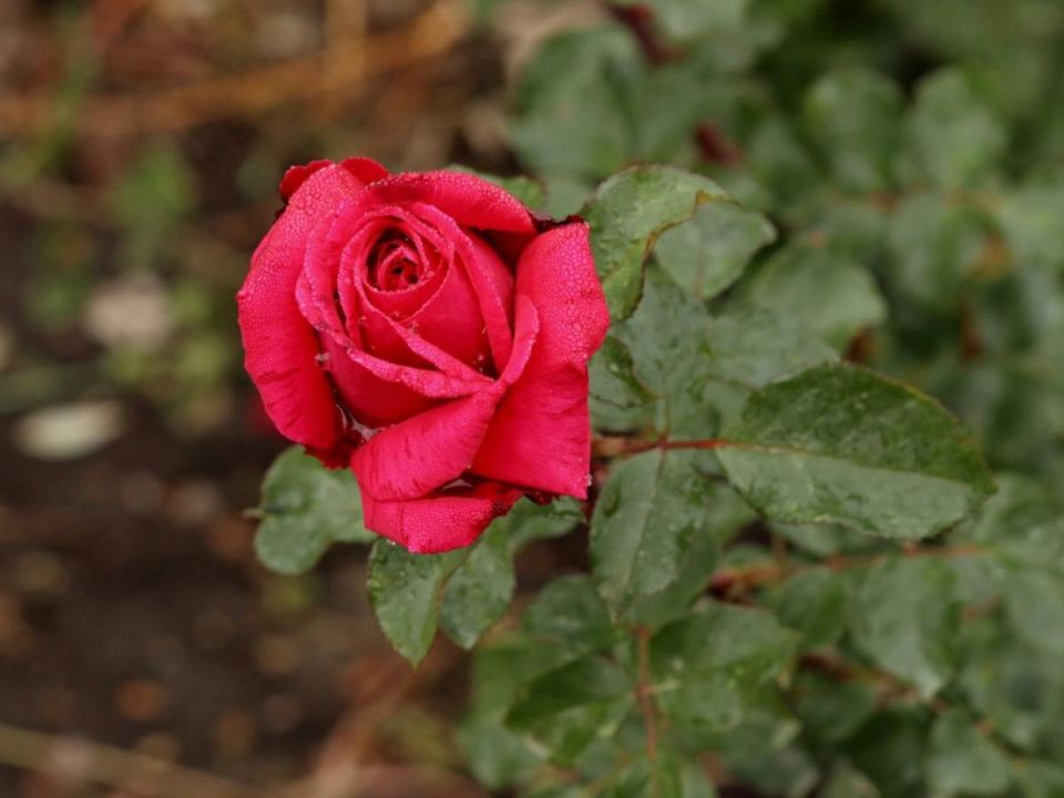 Как справиться со слепыми побегами: советы для здорового цветения роз