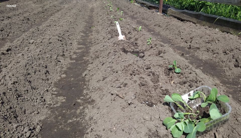 Как посадка капусты по народным приметам влияет на урожай