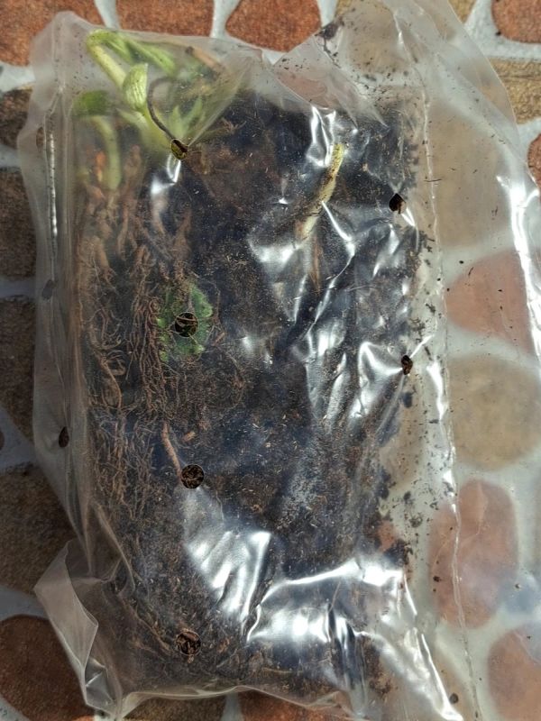 ������� �����: ����������� � ������ �� ����� �� ���������