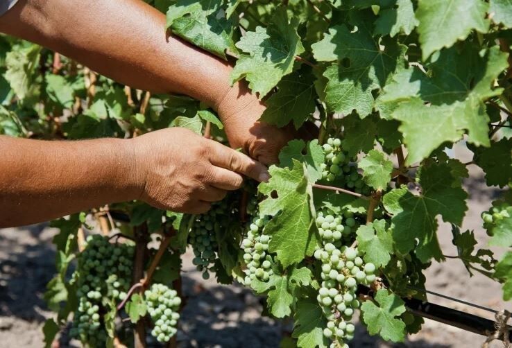 ������������ ���� �� ����������: ������� ��� �������� ������