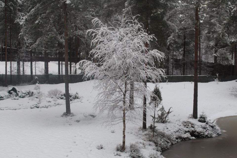 Как весна пробуждает мой сад: первые цветы и щедрость природы