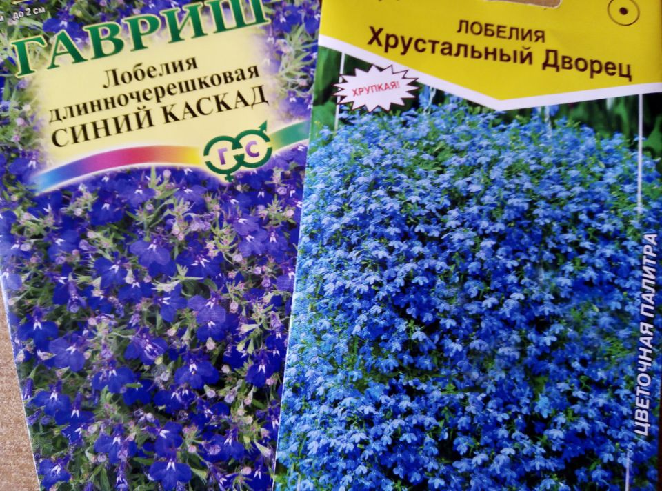 Как вырастить лобелию из семян: секреты раннего посева и ухода