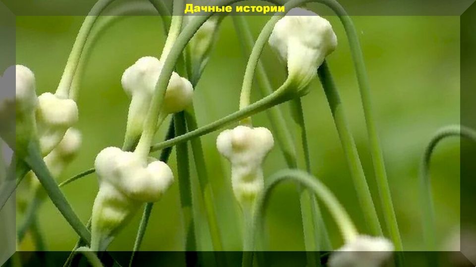 Чеснок из бульбочек: как получить щедрый урожай без лишних затрат