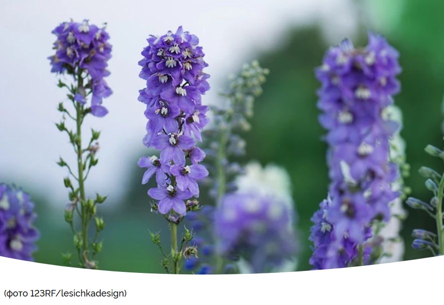 Как вырастить новозеландские дельфиниумы из семян: секреты и советы