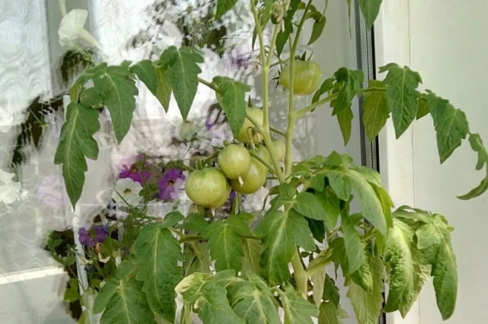 Как вырастить овощи и зелень на подоконнике: секреты зимнего огорода