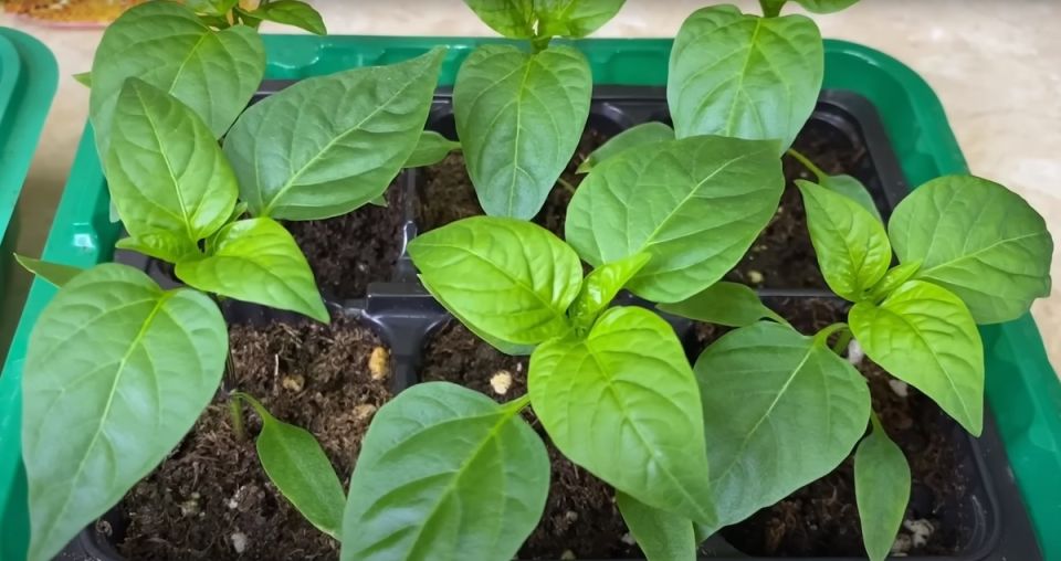 ��������� ������-��������� ��� �� ����: ����������� ������ ������ � ��������