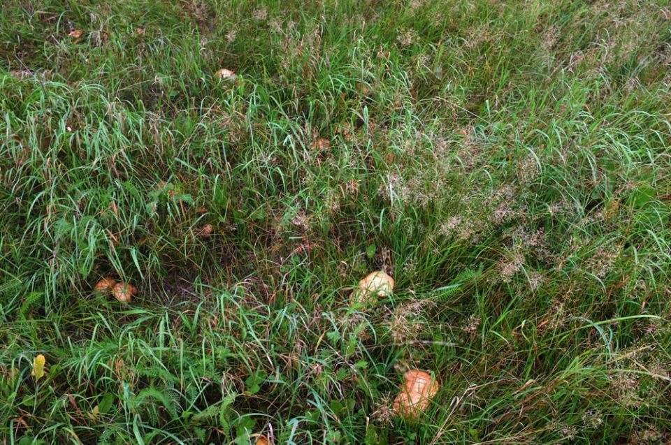 Настоящий грибной путь: что приготовил лес в Красногорске