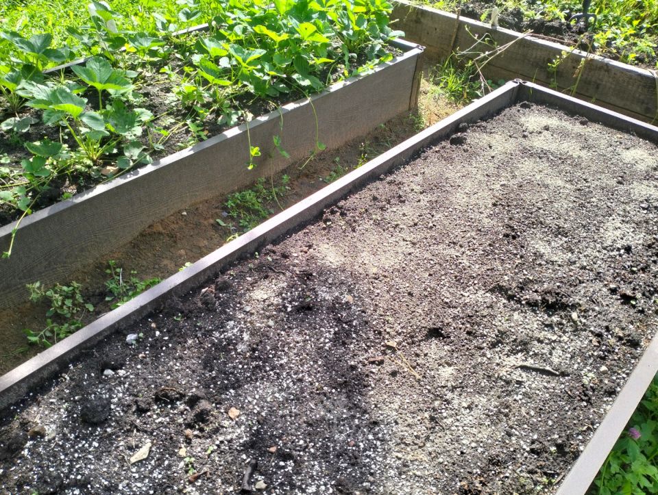 Удобрение, которое поможет вашей клубнике расти